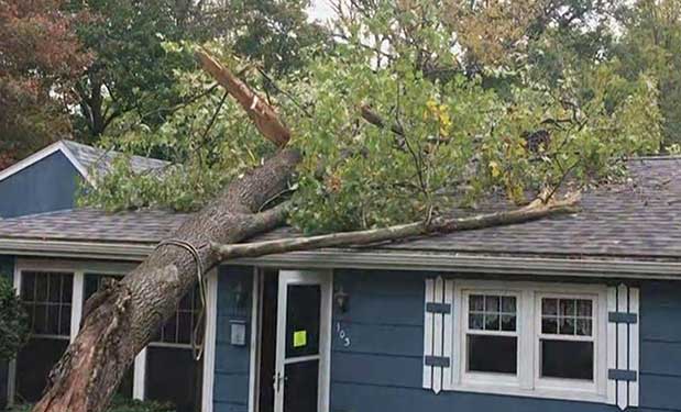 Tree Hits Roof